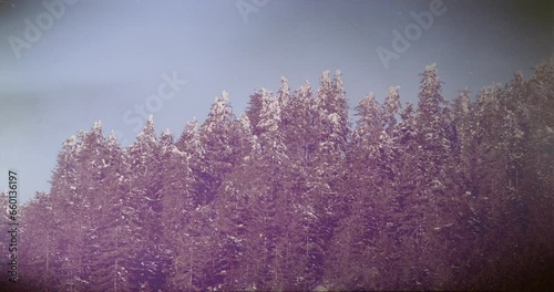 A vintage tape film effect layers a nostalgic graininess over a uniquely pink pine forest, imbuing the tall forest scenery with an aura of timelessness photo