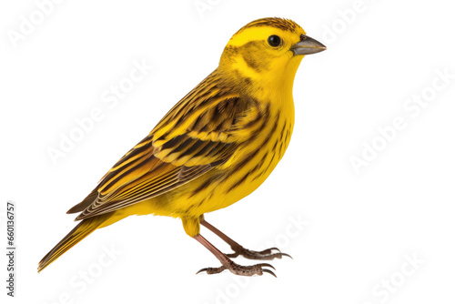 Solo Yellowhammer Portrait on transparent background © Artimas 