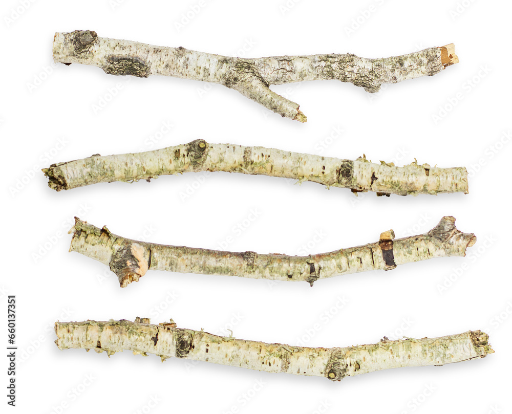 Set/set. different options and forms. Birch branches. On an empty background. PNG Set/set. different options and forms. Birch branches. On an empty background. PNG