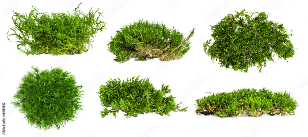 Set. different shape options. There is a lot of forest moss on an empty background. PNG - obrazy, fototapety, plakaty 