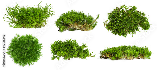 Set. different shape options. There is a lot of forest moss on an empty background. PNG