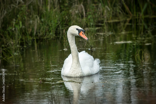 Mute Swan on Wetland River