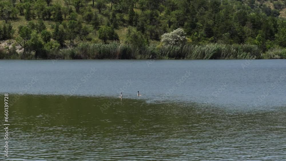 A couple of Bird Great Crested Grebe swim in Lake Eymir, Ankara, Turkey A couple of Bird Great Crested Grebe swim in Lake Eymir, Ankara, Turkey