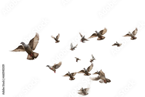A Pigeon Airborne Journey on isolated background