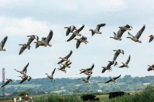 Greylag geese on Pevensey marsh © Mikstyx