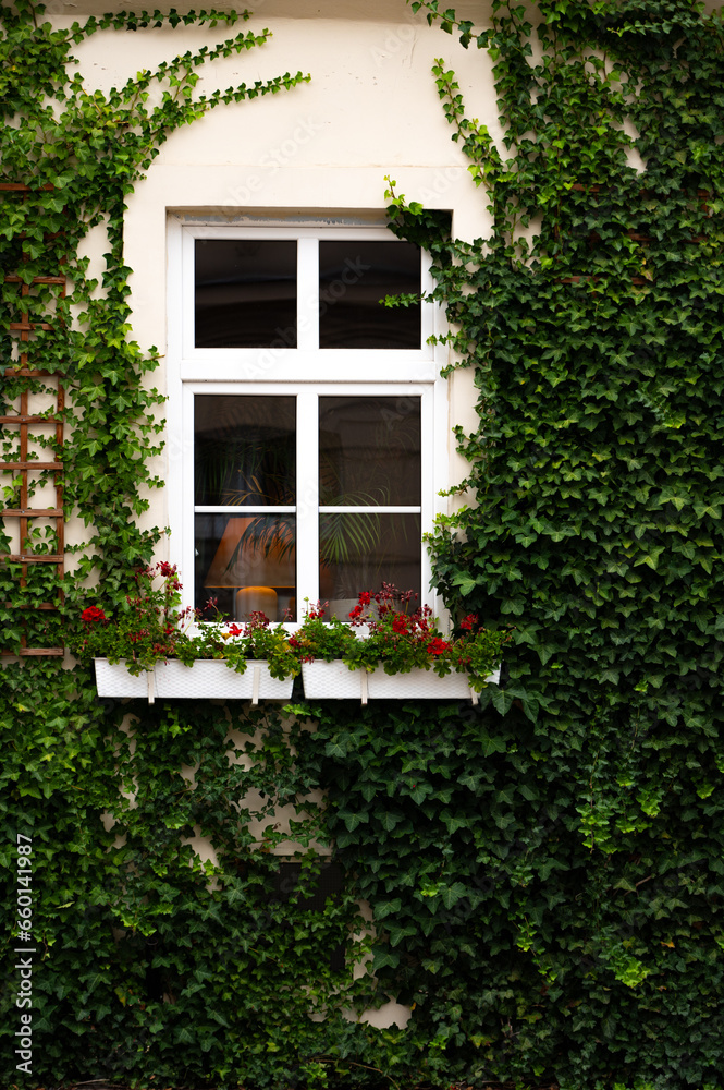 window with ivy window with ivy