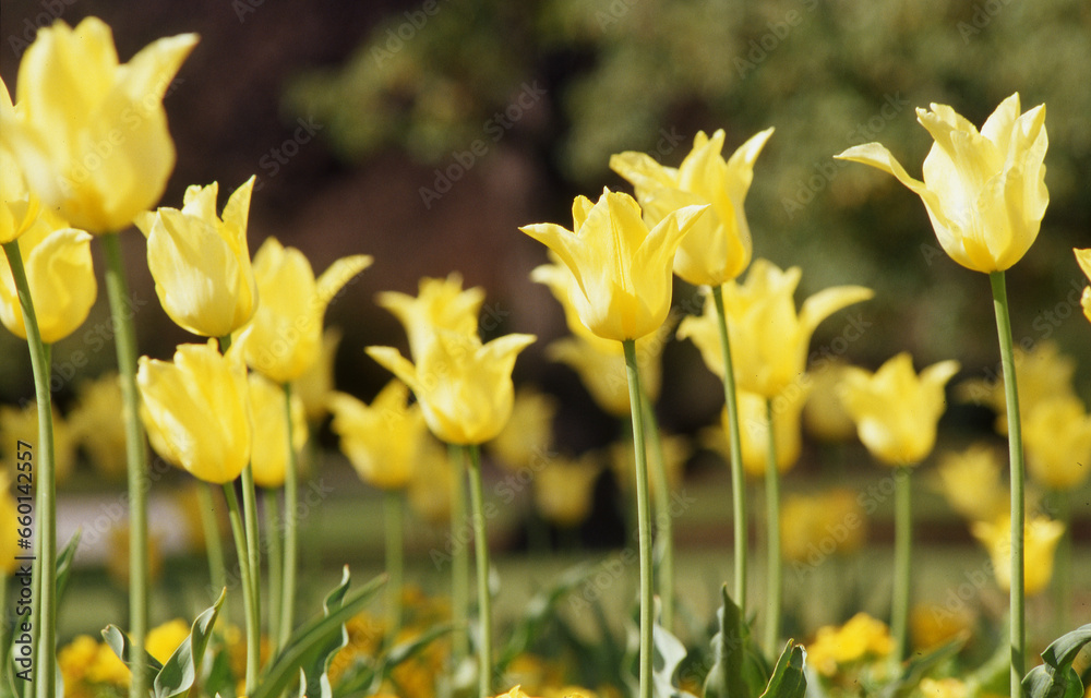 yellow tulips yellow tulips