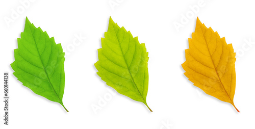 Set of leaves made of wood. On an empty background.