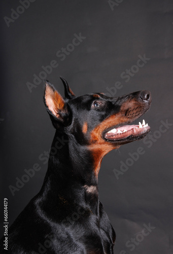 Portrait of a purebred doberman dog on a studio background 