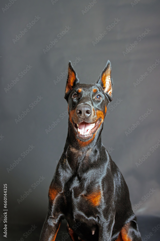 Portrait of a purebred doberman dog on a studio background	