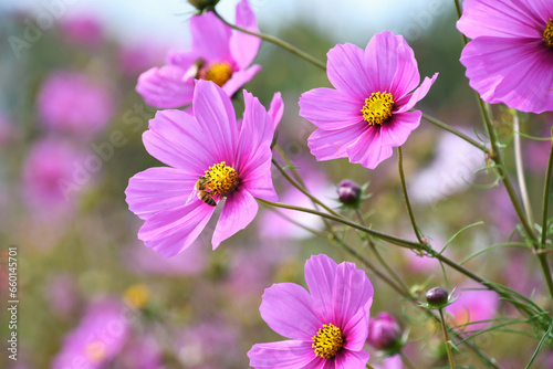 Honey bee on a pink Cosmo wild flower in a field of wildflowers