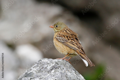 Ortolan Bunting 3, Dinaric Alps, Herzegovina.