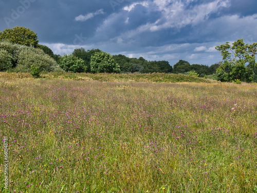 Fototapeta Naklejka Na Ścianę i Meble -  A deserted field of wild flowers in Wales, UK. Taken on a sunny day in summer.
