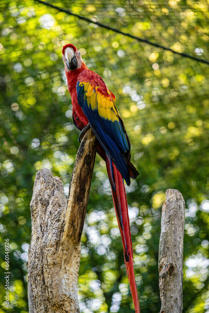 A colorful macaw sits in the forest on a tree and looks ahead. A bird with colorful iridescent feathers.