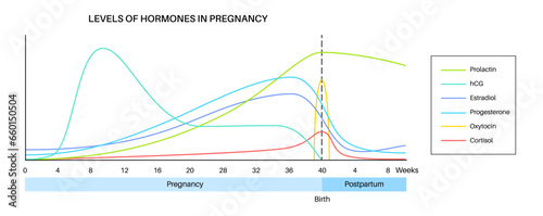 Hormones in pregnancy