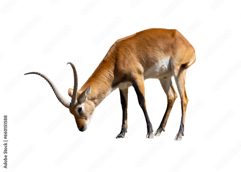 Φωτογραφία Herd of Cobe lechwe, species of antelope from southern African wetlands