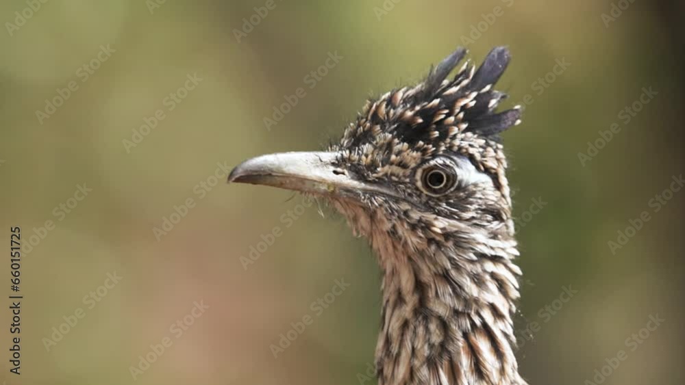 Slow motion close up video of a roadrunner looking back and forth while it hunts with an out of focus tree in the background. Slow motion close up video of a roadrunner looking back and forth while it hunts with an out of focus tree in the background.