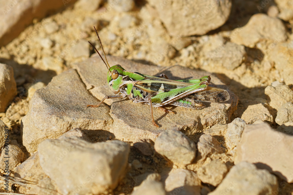 Closeup on the Mediterranean Handsome grasshopper, Oedaleus decorus Closeup on the Mediterranean Handsome grasshopper, Oedaleus decorus