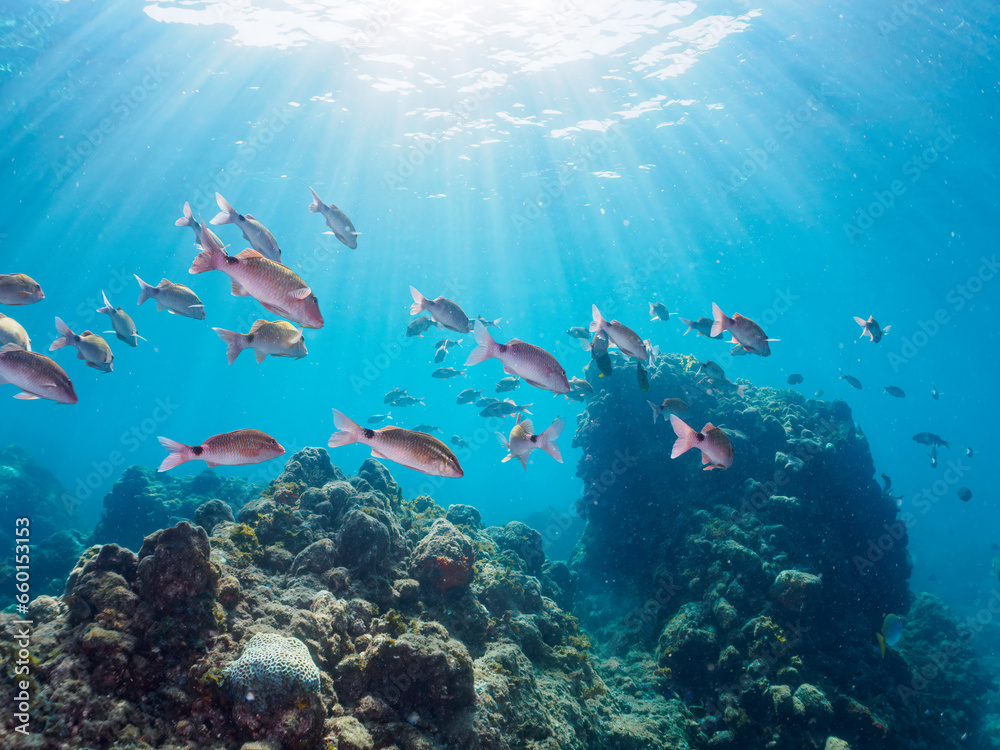 Fototapeta premium ヒリゾ浜の美しい逆光のホウライヒメジ（ヒメジ科）、チョウチョウウオ（チョウチョウウオ科）他の群れ。静岡県伊豆半島賀茂郡南伊豆町中木から渡し船で渡るヒリゾ浜にて。 2023年9月29日水中撮影。 