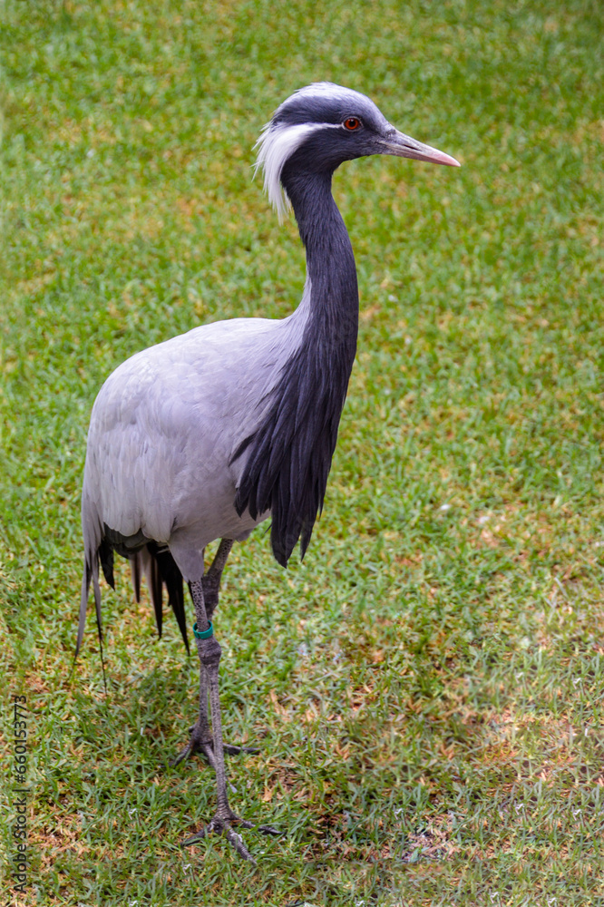 Fototapeta premium Grey crowned crane on the grass meadow
