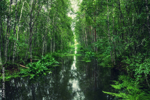 Fototapeta Naklejka Na Ścianę i Meble -  Swamp in the forest