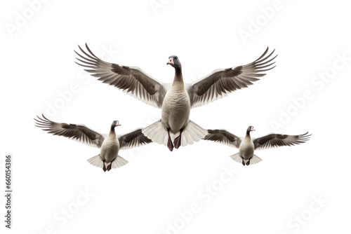 Skyward Geese in Formation on isolated background
