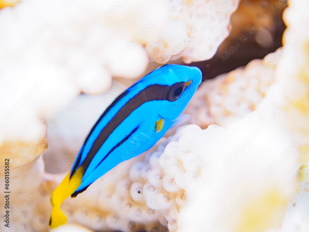 ヒリゾ浜の美しいテーブルサンゴと可愛いナンヨウハギ(ニザダイ科)の幼魚。
静岡県伊豆半島賀茂郡南伊豆町中木から渡し船で渡るヒリゾ浜にて。
2023年9月30日水中撮影。
A Cute Palette surgeonfish in Beautiful Table coral.
HIRIZO Beach, Nakagi, South IZU, Kamo-gun, Izu Peninsula, S ヒリゾ浜の美しいテーブルサンゴと可愛いナンヨウハギ(ニザダイ科)の幼魚。
静岡県伊豆半島賀茂郡南伊豆町中木から渡し船で渡るヒリゾ浜にて。
2023年9月30日水中撮影。
A Cute Palette surgeonfish in Beautiful Table coral.
HIRIZO Beach, Nakagi, South IZU, Kamo-gun, Izu Peninsula, S