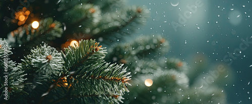 Christmas tree background. Macro closeup of hanging branches and green foliage needles of weeping pine tree with texture detail