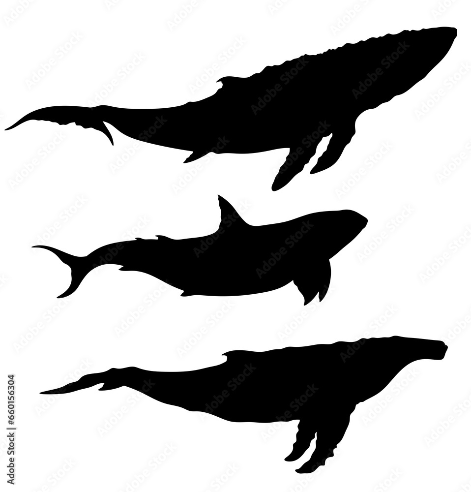 Silhouette of black whales. Illustration of the largest mammals. Marine animals.