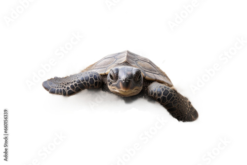 The Return of Mother Turtle on isolated background