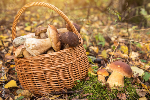 Edible porcini wild mushrooms growing in moss in autumn fall forest in sunlight closeup. Mushrooms in the basket