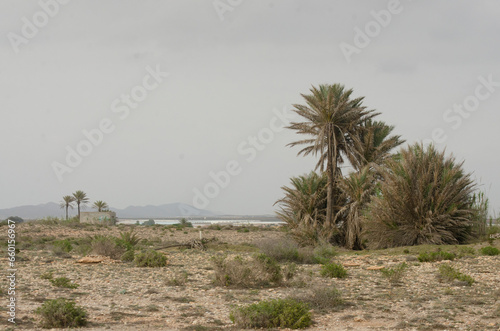 palms in the spanish desert