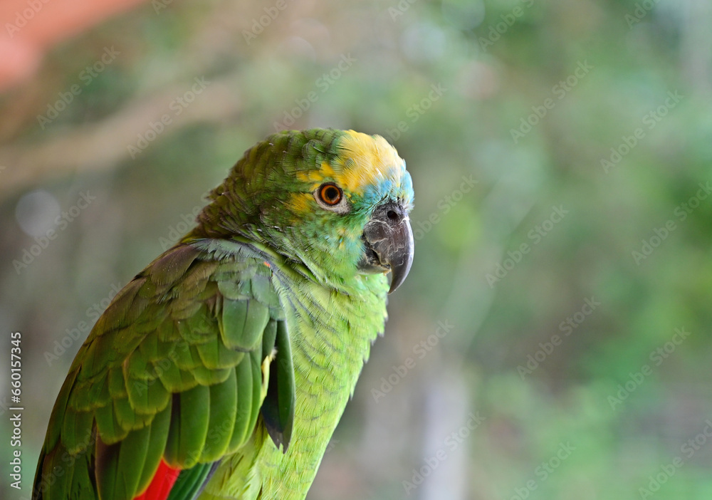 Green exotic tropical parrot in Brazil Green exotic tropical parrot in Brazil