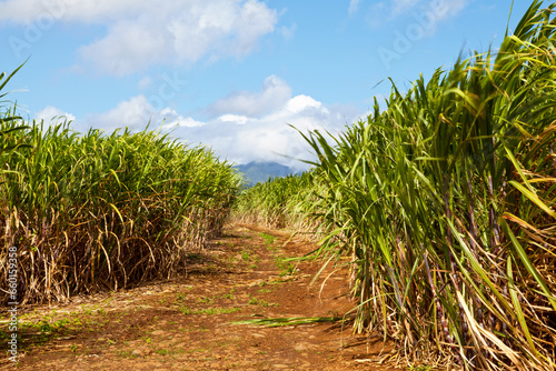 Sugarcane plantation in Sainte-Suzanne de la Reunion
