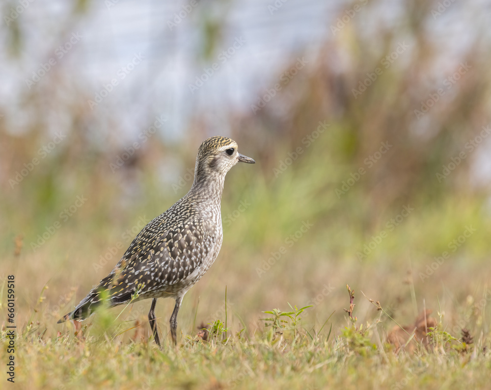 An American Golden Plover on a grassy shore An American Golden Plover on a grassy shore