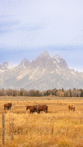 horses in the mountains