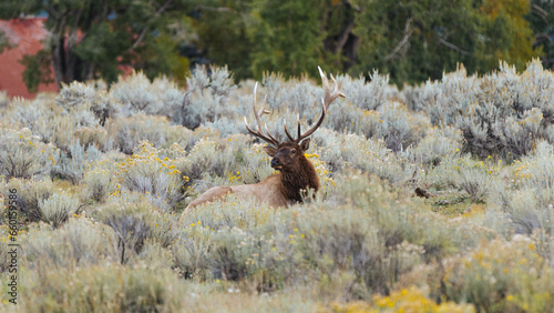 bull elk in the woods