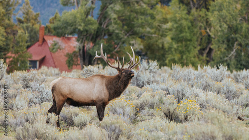 Fototapeta Naklejka Na Ścianę i Meble -  elk in yellowstone national park