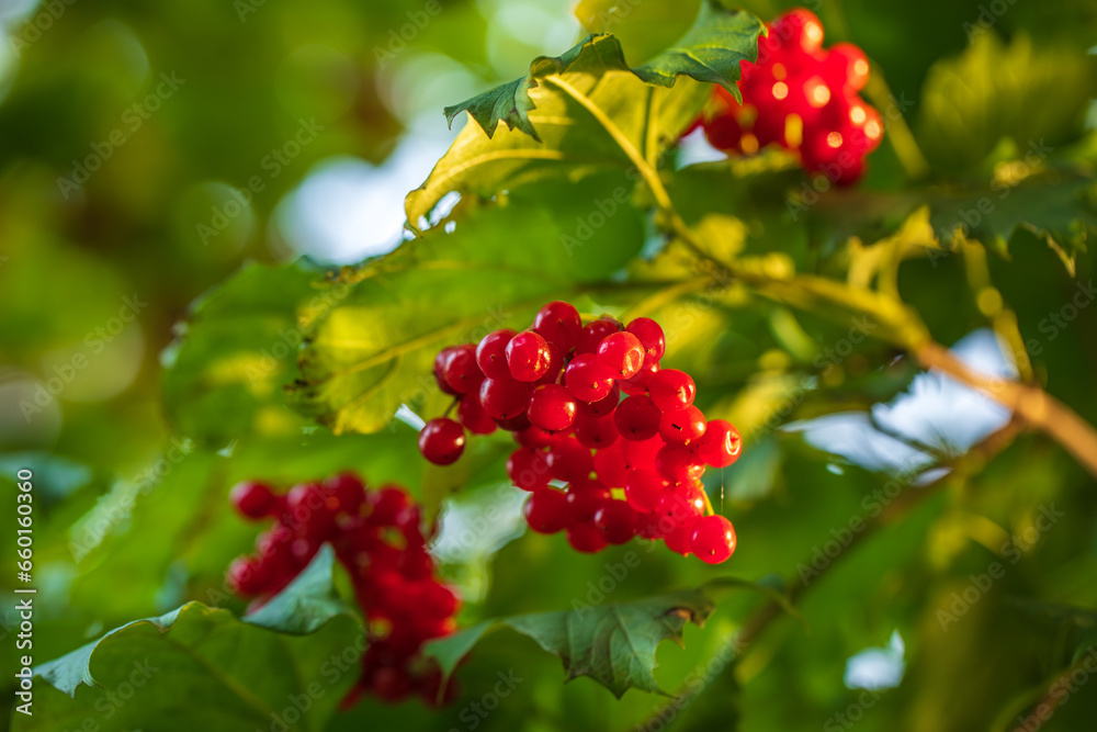 Bunches of viburnum close up, sunlight, juicy berries red viburnum are source of vitamins 