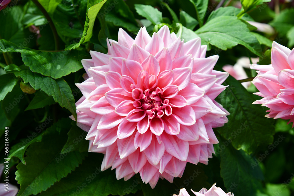 Dahlien Dahlien