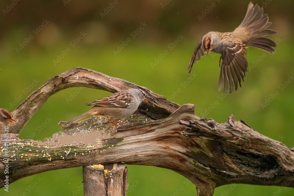 Obraz premium White Crowned Sparrows perched and flying