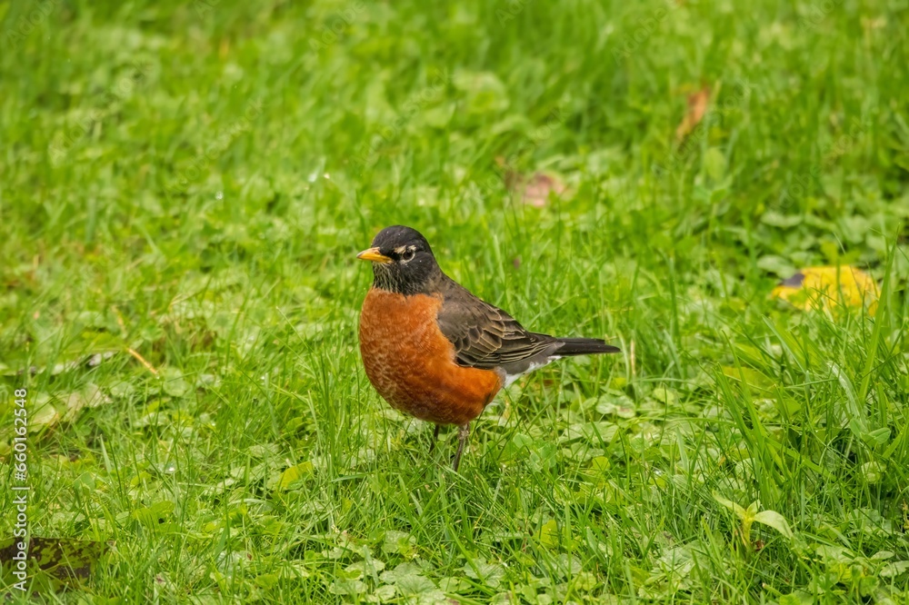robin on the grass robin on the grass