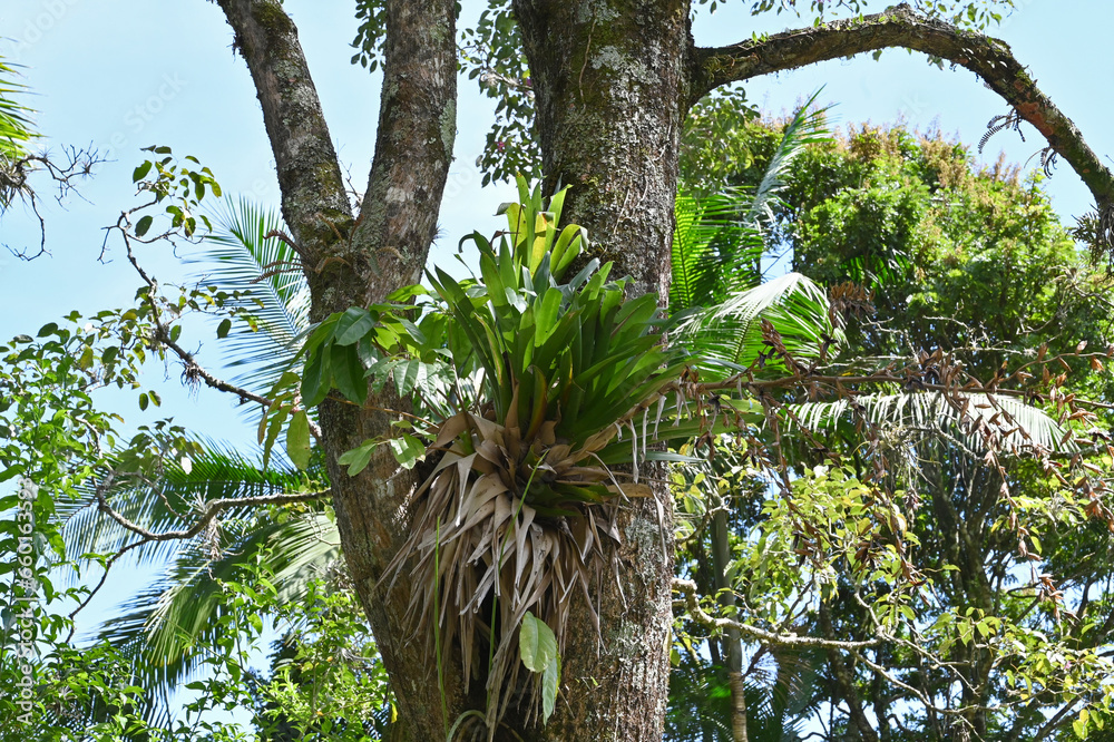 Fototapeta premium Botanical plant up on a tree