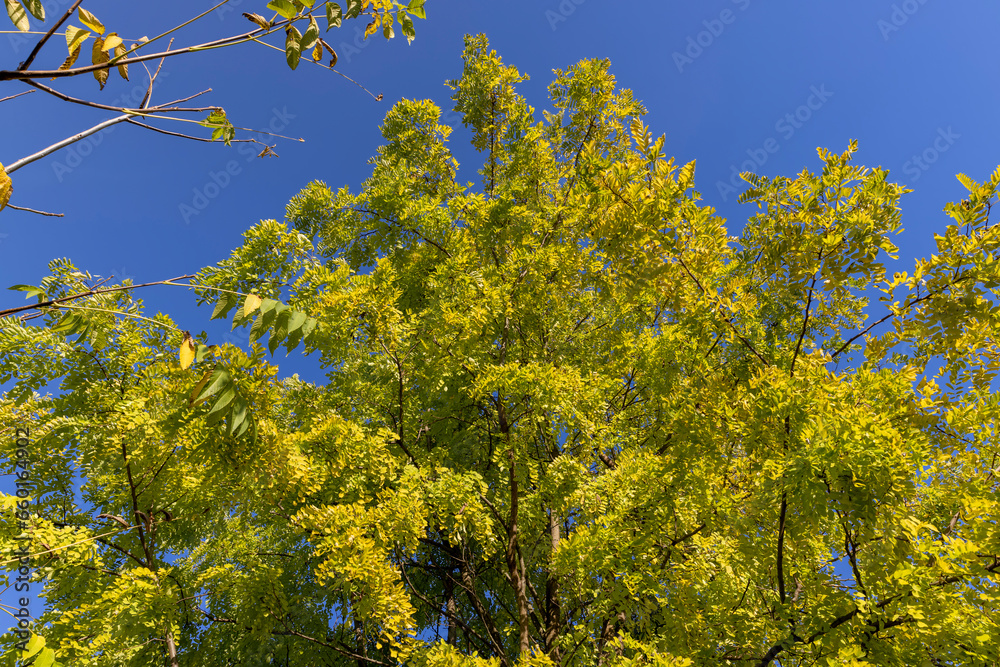 Acacia tree with yellowing foliage in autumn Acacia tree with yellowing foliage in autumn