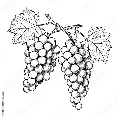 Hand Drawn Sketch Grapes Fruit Illustration