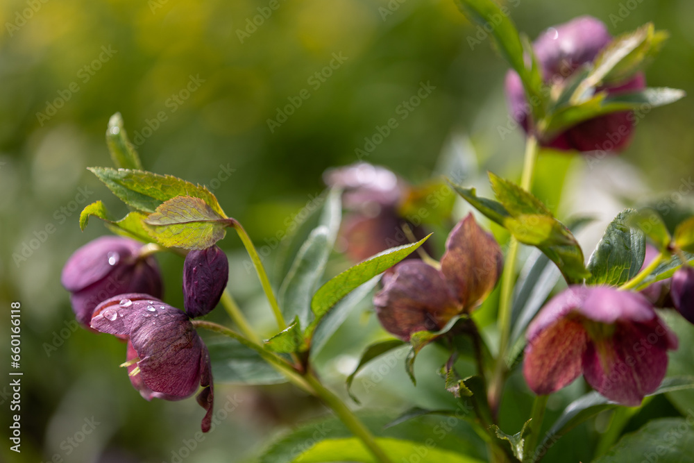 Close-up of purple Christmas roses (Helleborus niger) with raindrops Close-up of purple Christmas roses (Helleborus niger) with raindrops