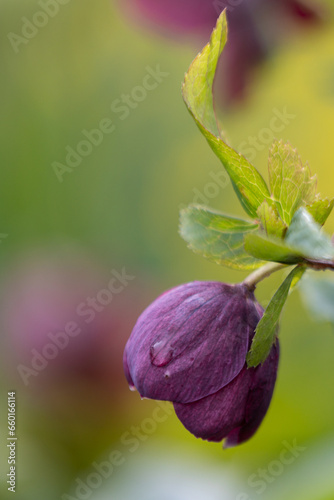 Close-up of a purple Christmas rose (Helleborus niger) with raindrops