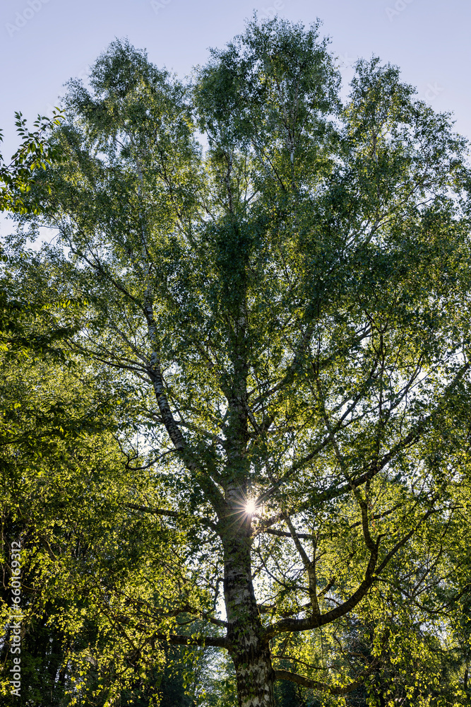 Fototapeta premium beautiful birch tree foliage is white with green foliage