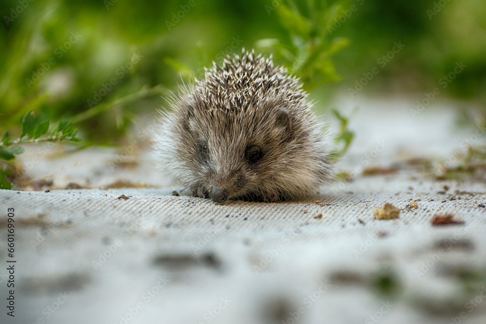 European hedgehog (Erinaceus Europaeus), close-up sitting in the yard on the path. European hedgehog (Erinaceus Europaeus), close-up sitting in the yard on the path.
