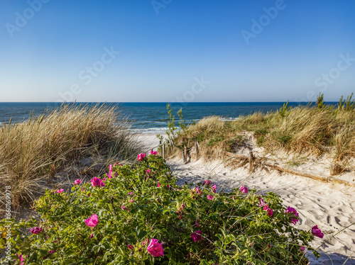 Blossoming dog rose flowers growing on sand dune next to the Baltic Sea beach.